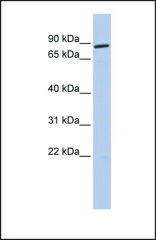Anti-FOXP4 antibody produced in rabbit