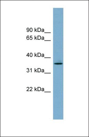 Anti-AWAT1, (N-terminal) antibody produced in rabbit