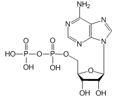Adenosine 5'-diphosphate