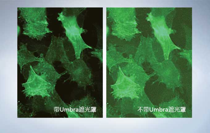 奥林巴斯倒置显微镜CKX53示例图15