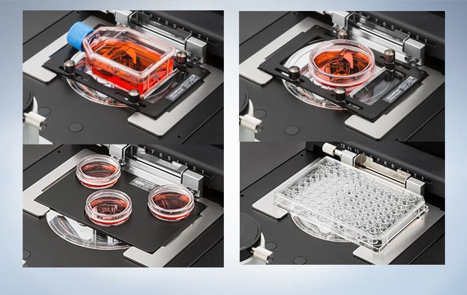 奥林巴斯倒置显微镜CKX53示例图11