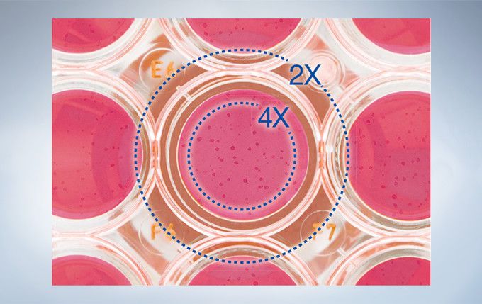 奥林巴斯倒置显微镜CKX53示例图2