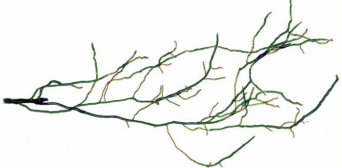 根系图像分析系统