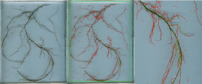 柳树苗根系测量分析 柳树苗根系测量分析